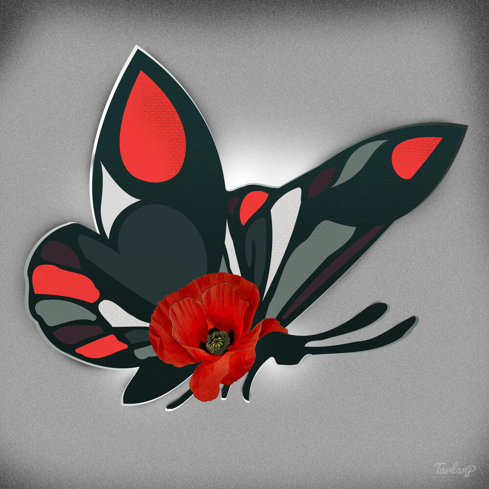 Dark-Green-Butterfly