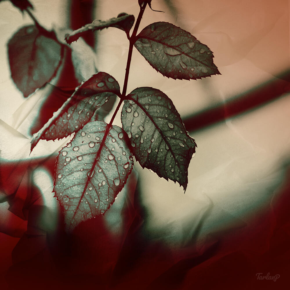 Rainy Leaf Rainy Leaf